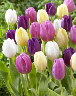 Tulpen Flag Mix